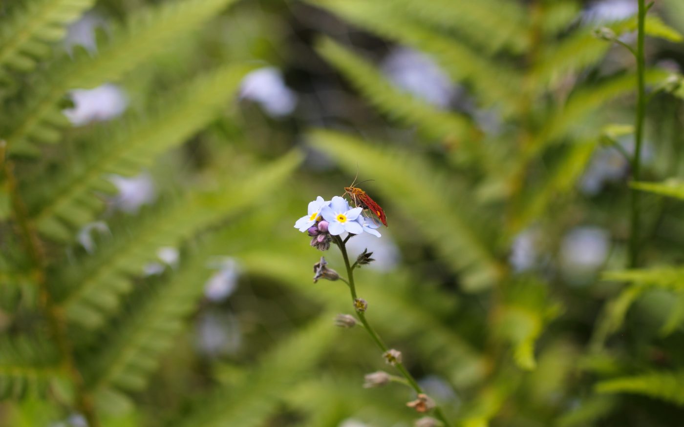 Mint moth, Pyrausta aurata, on a cluster of small white flowers